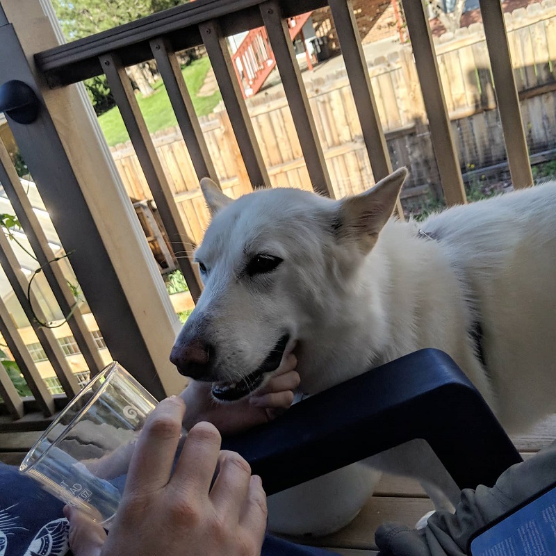 pears to perennials dog