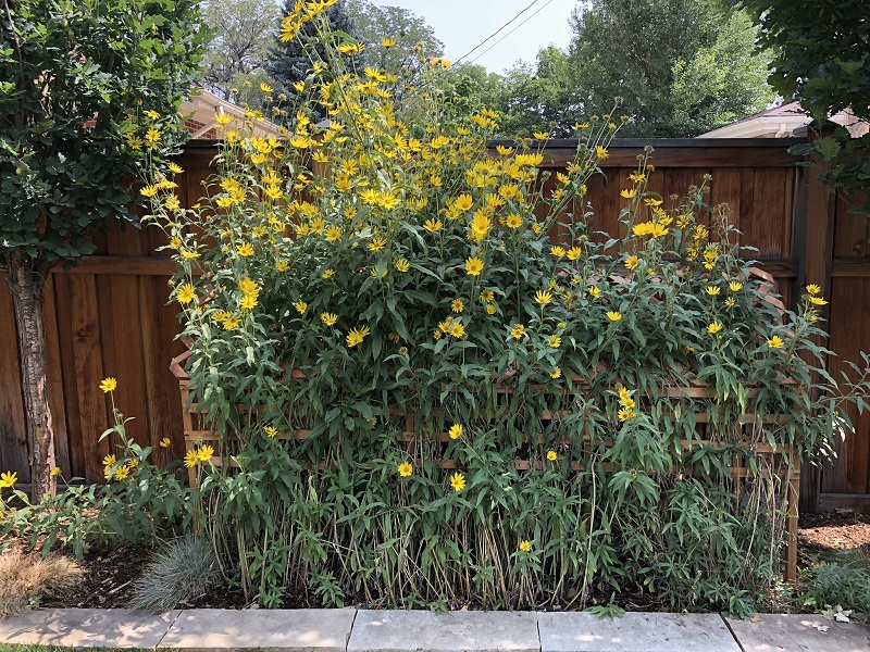 Pears to Perennials flowers