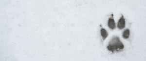 Pawprint blog