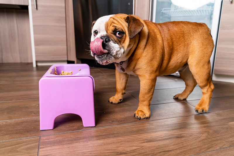 fluff trough and pug