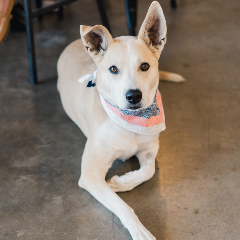 Frida, YellowDog in Training